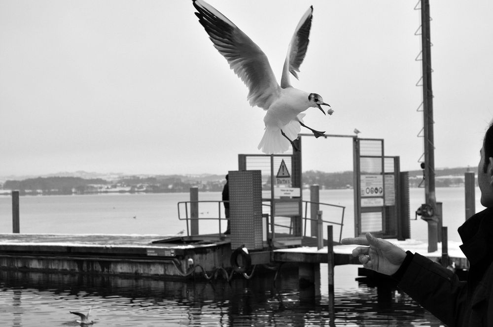 Fütterung im Flug