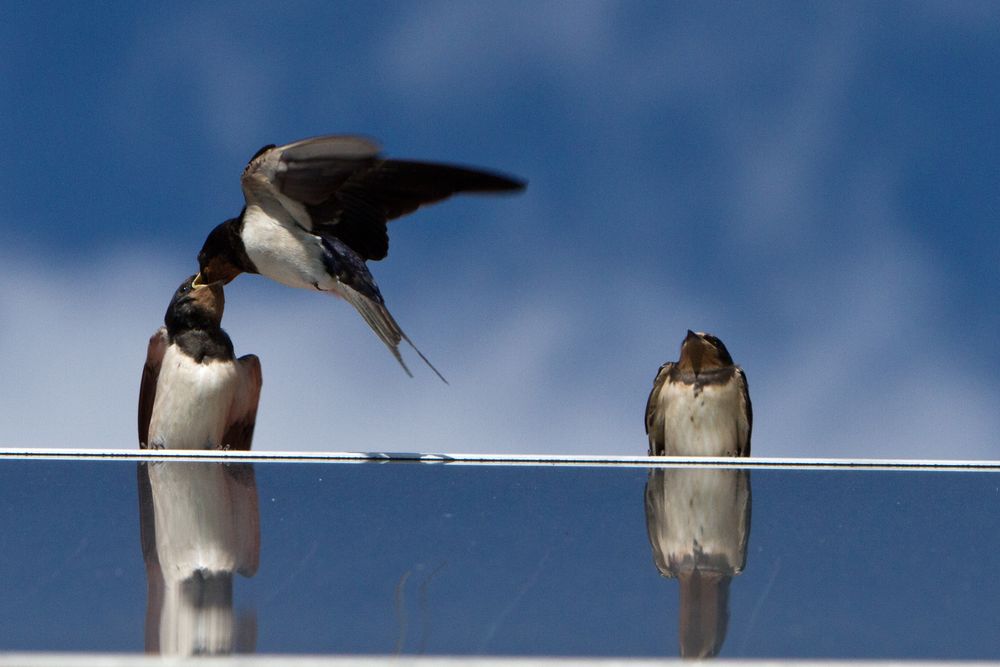 Fütterung im Fluge