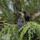 *** Fütterung im Garten ***