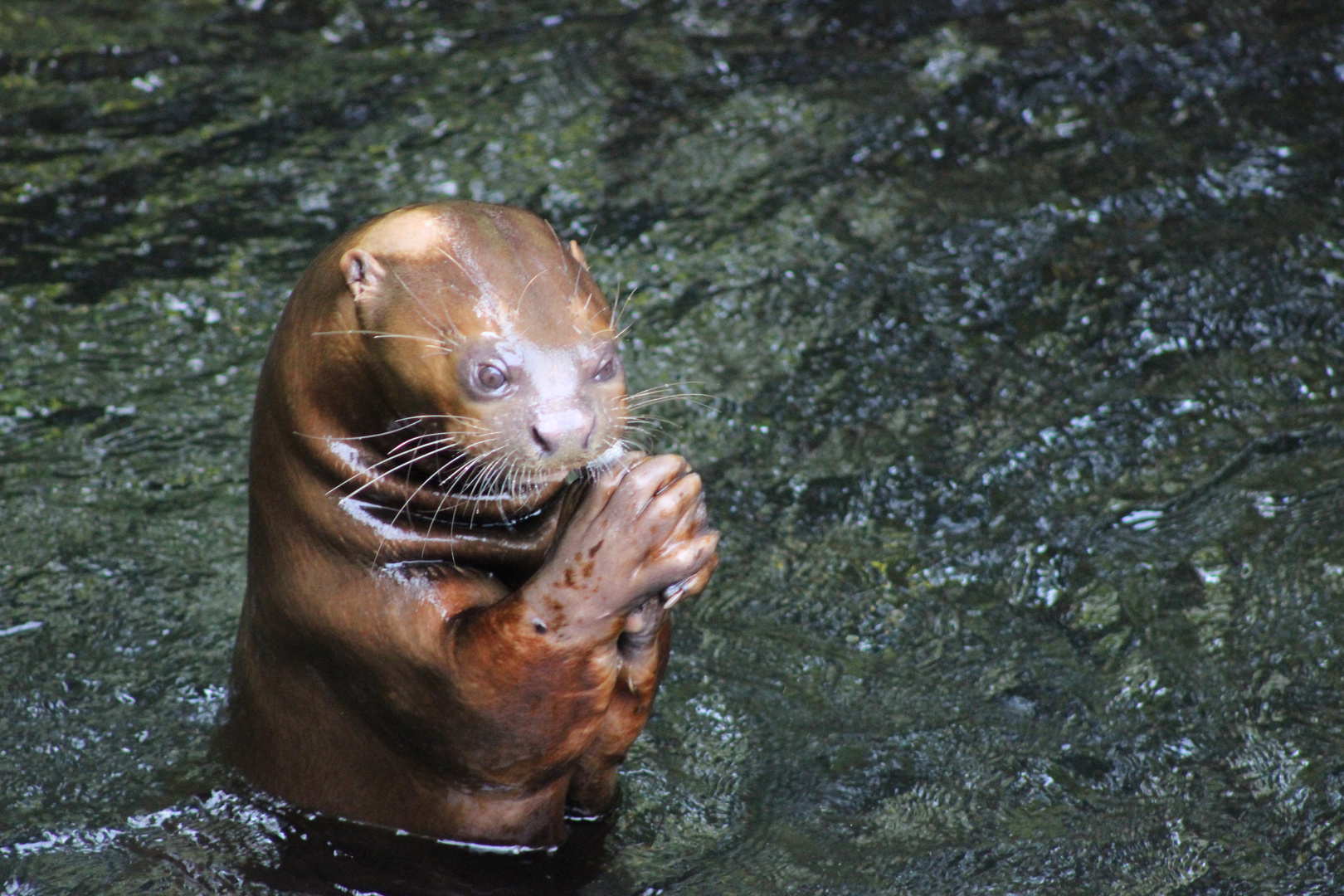 Fütterung im Leipziger Zoo 