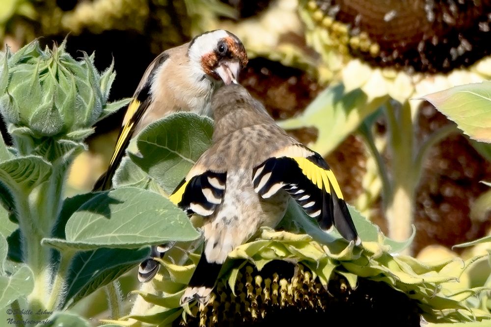 Fütterung im Sonnenblumenfeld