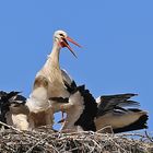 Fütterung im Storchenhorst