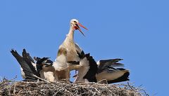 Fütterung im Storchenhorst