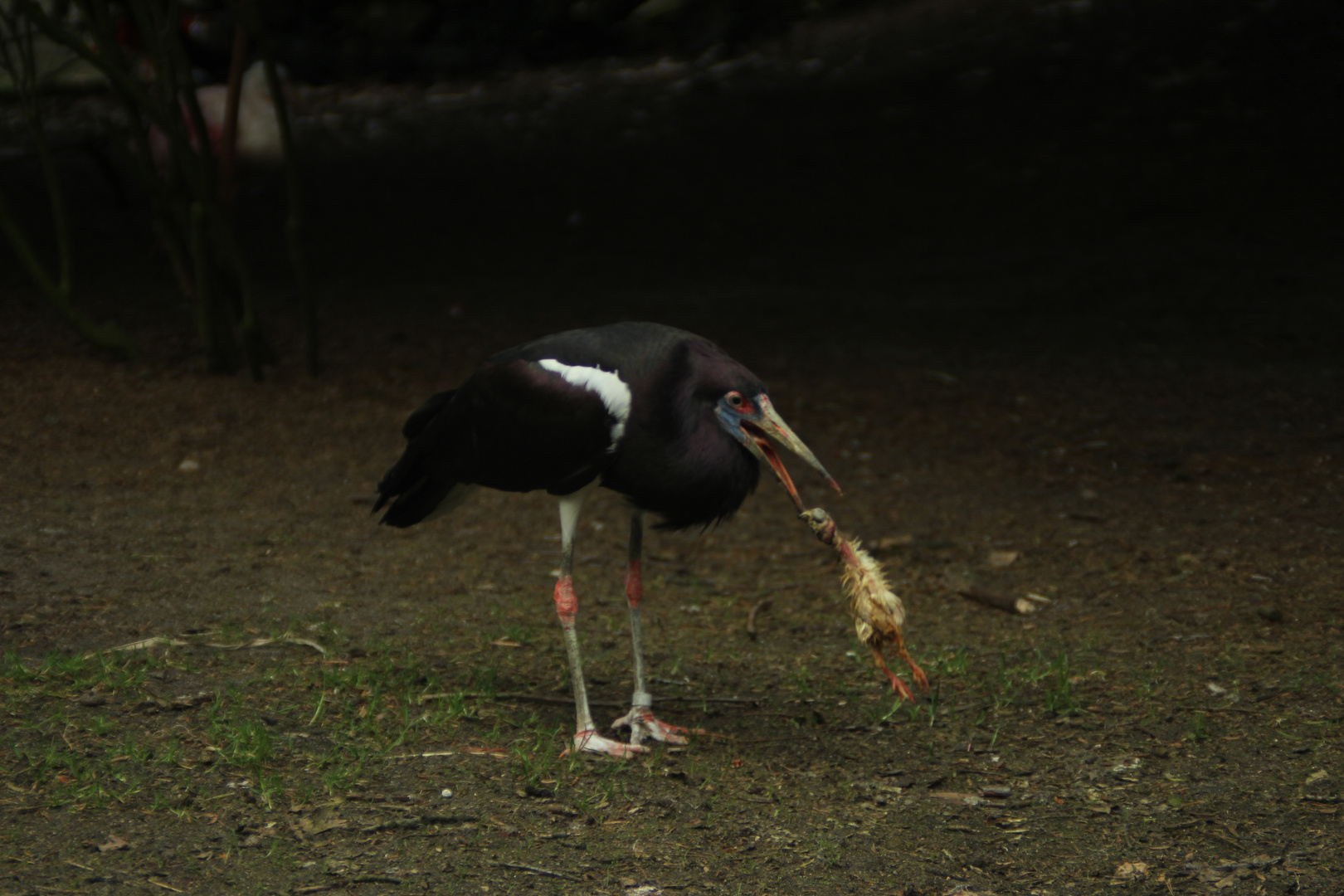 Fütterung im Vogelpark Walsrode