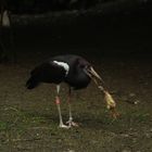 Fütterung im Vogelpark Walsrode