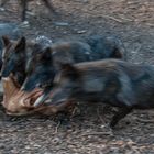 Fütterung im Wolfsgehege