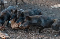 Fütterung im Wolfsgehege