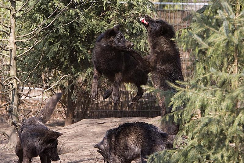 Fütterung im Wolfsrudel