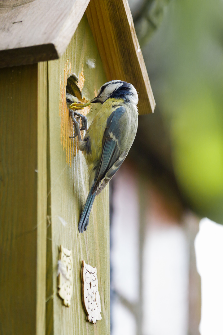 Fütterung Nestling