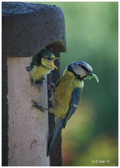 Fütterung vor dem Freiflug