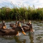 Fütterung wilder Raubtiere - letztes Bild