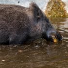 Fütterung: wir schlagen zu