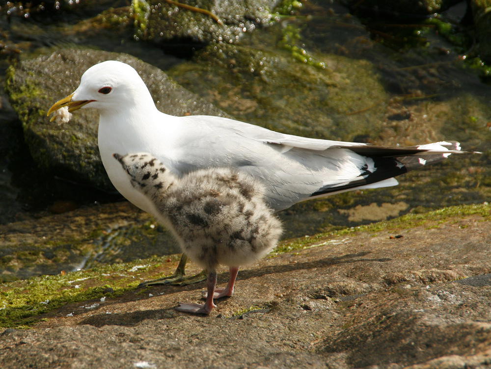 Fütterungszeit