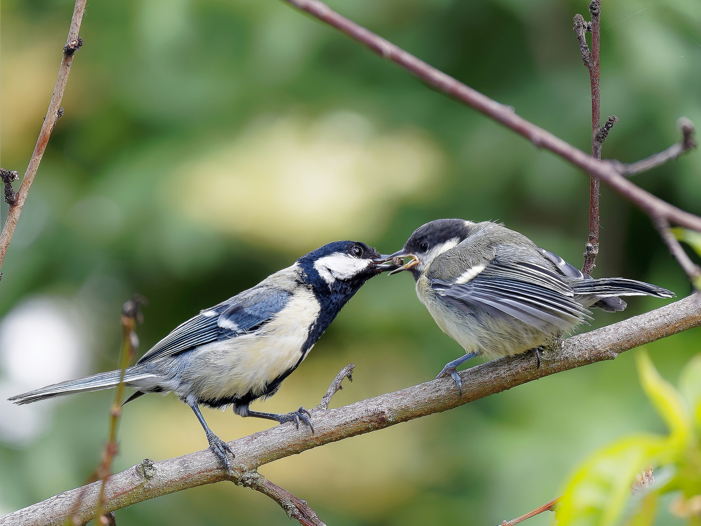 Fütterungszeit (Feeding Time)