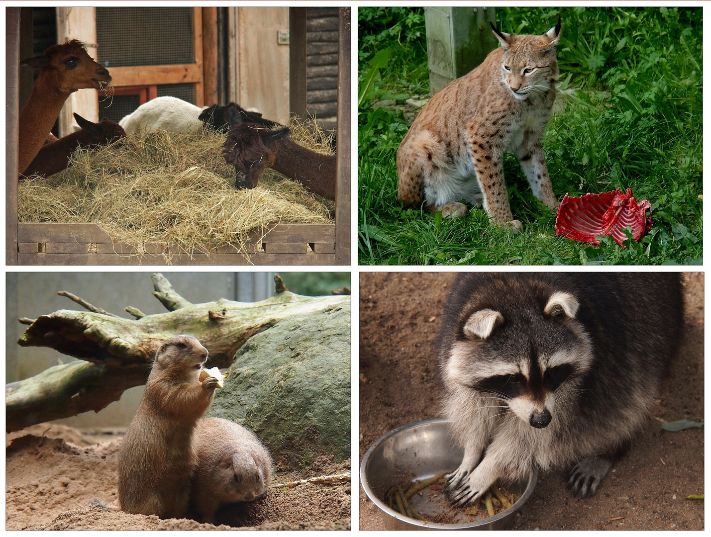 Fütterungszeit im Hofer Zoo