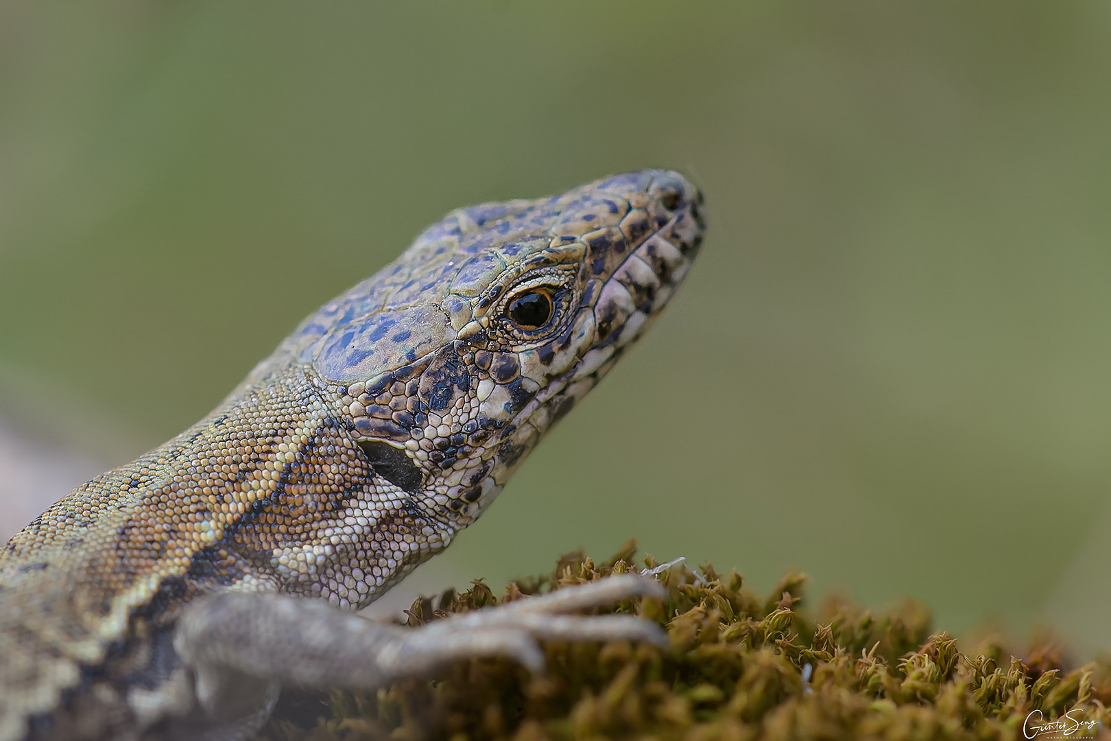 Fufur , der kleine Weinbergsdrache