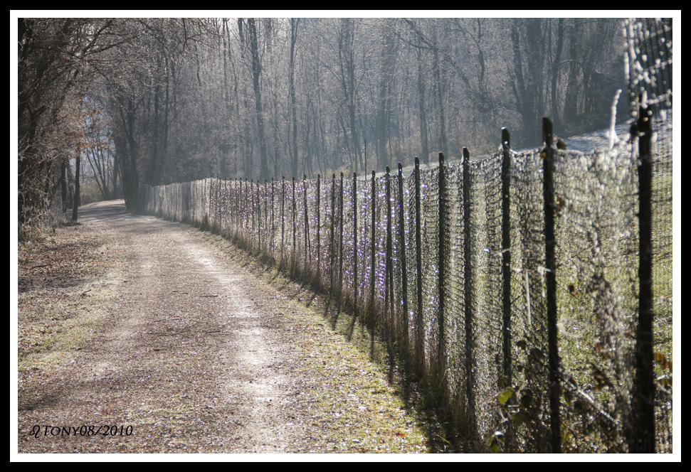 Fuga nel bosco