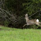 Fuga nel bosco