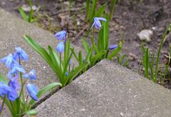 Fugenblumen