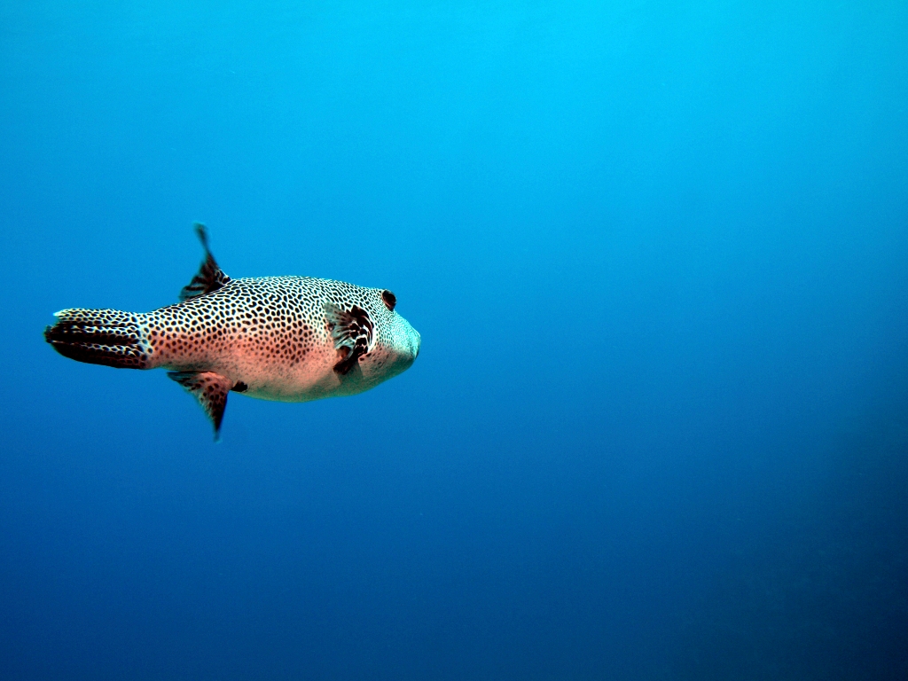 Fugu Fisch Fugu Fisch