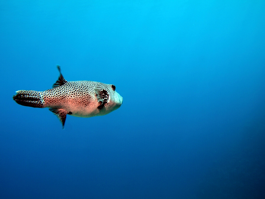 Fugu fisch