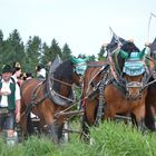 Fuhrwerk Leonhardiritt Holzhausen 2012