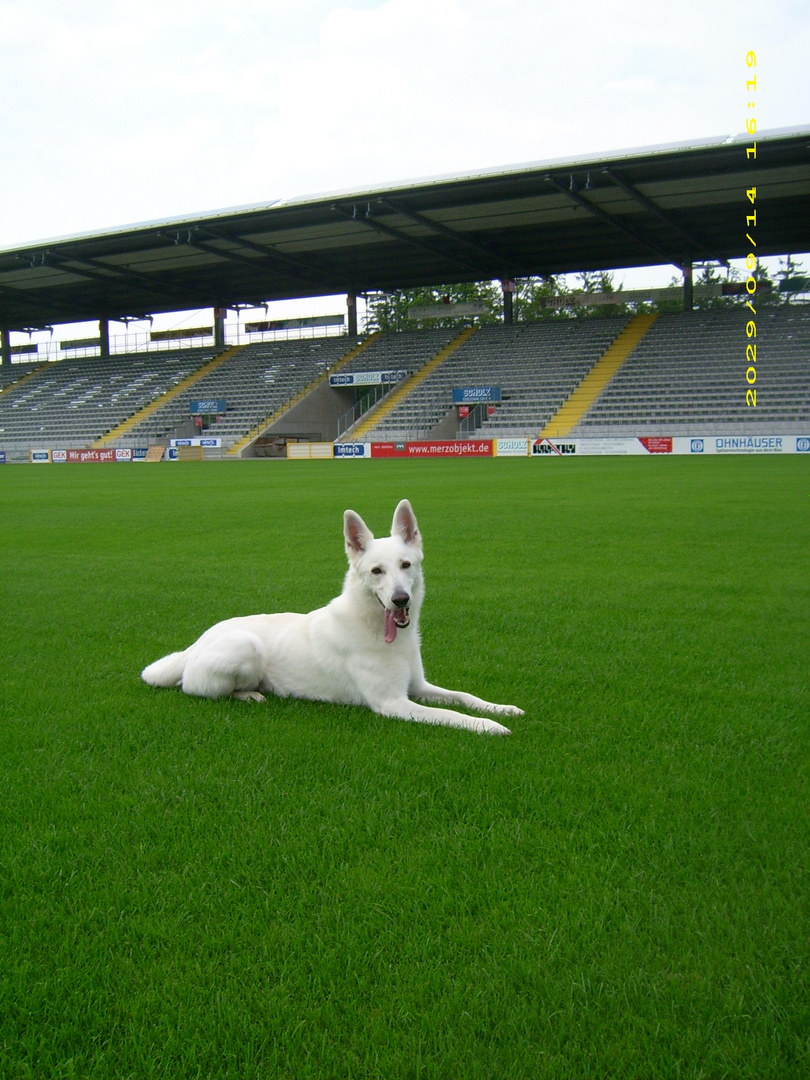 Fuhur im Vfr Aalen Stadion