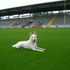 Fuhur im Vfr Aalen Stadion