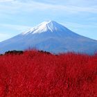 Fuji San 