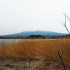 Fuji-san