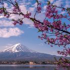 Fuji-san am Kawaguchiko Lake