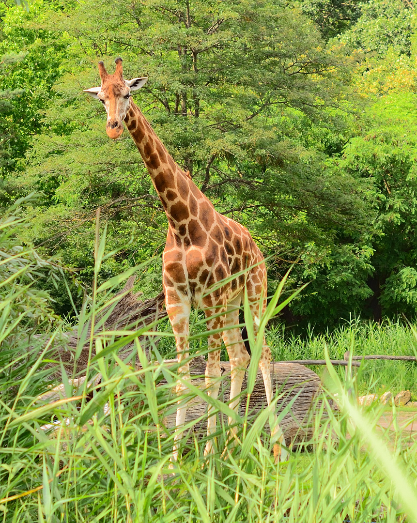 Fuji Velvia 100F Ggiraffe shot with Nikon