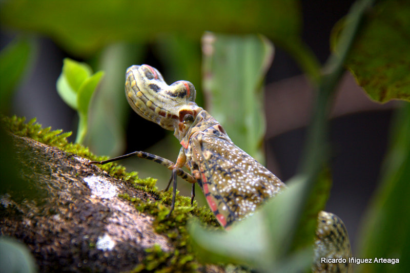 Fulgora laternaria