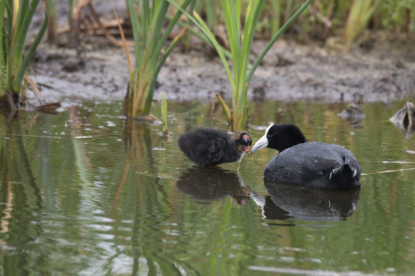 Fulica ardesiaca