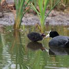 Fulica ardesiaca