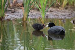 Fulica ardesiaca