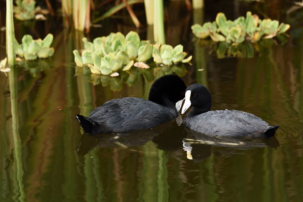 Fulica ardesiaca