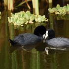 Fulica ardesiaca