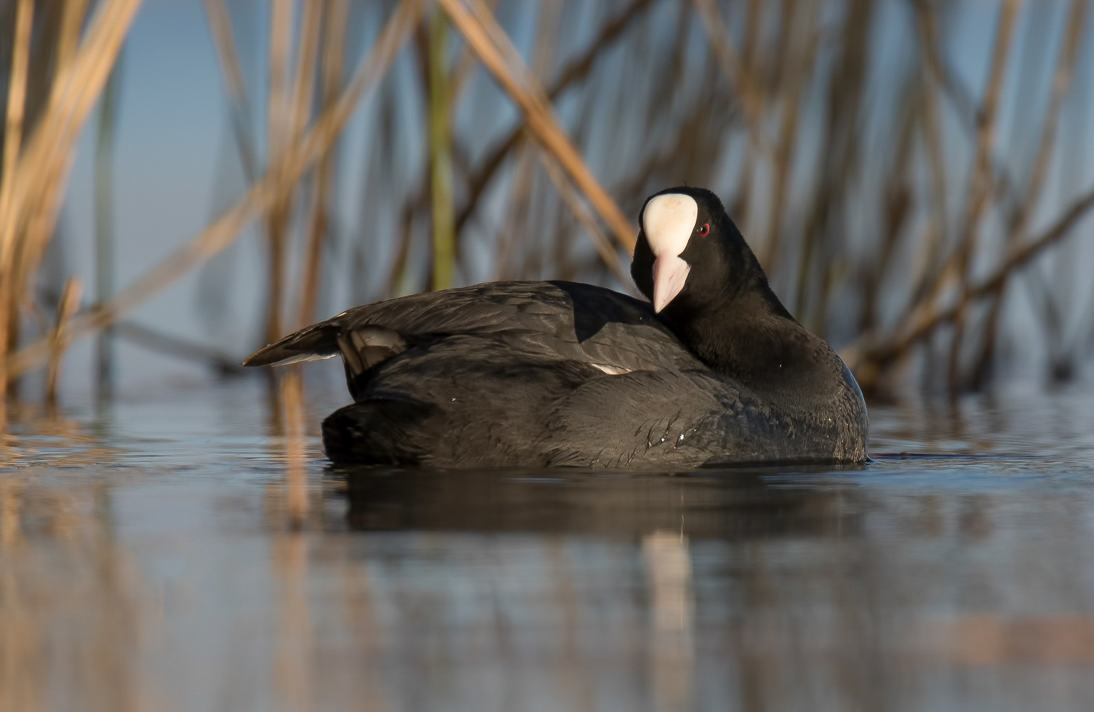 Fulica Atra