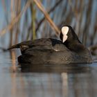 Fulica Atra