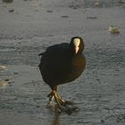 Fulica atra