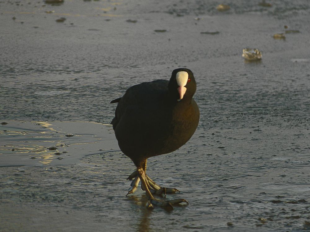 Fulica atra