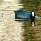 Fulica atra