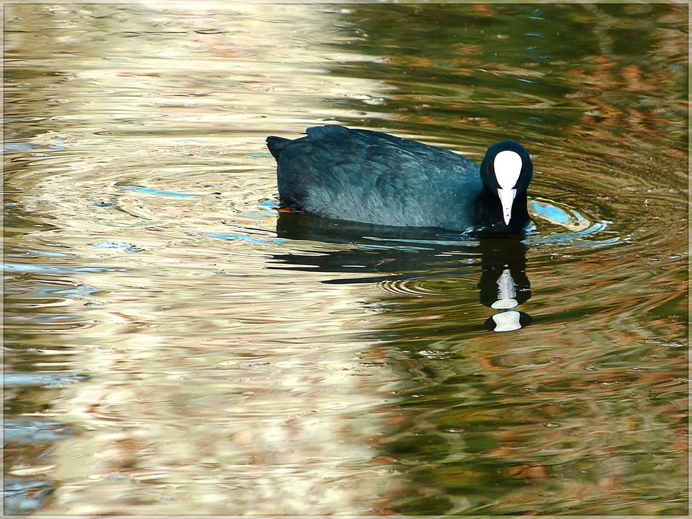 Fulica atra