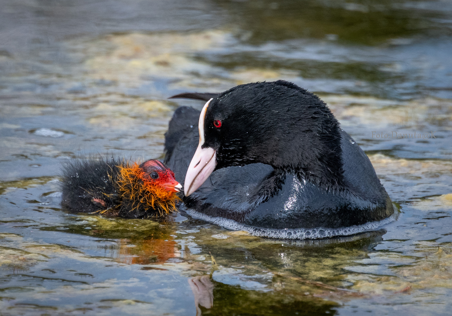 Fulica atra