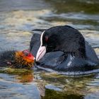 Fulica atra