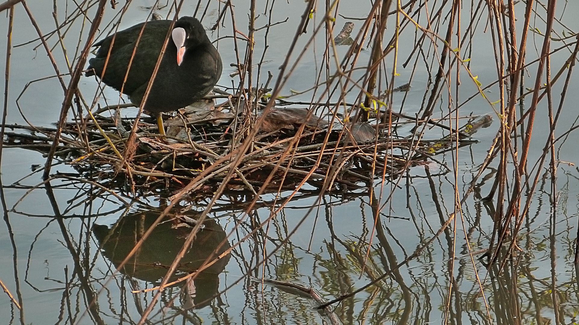 Fulica atra