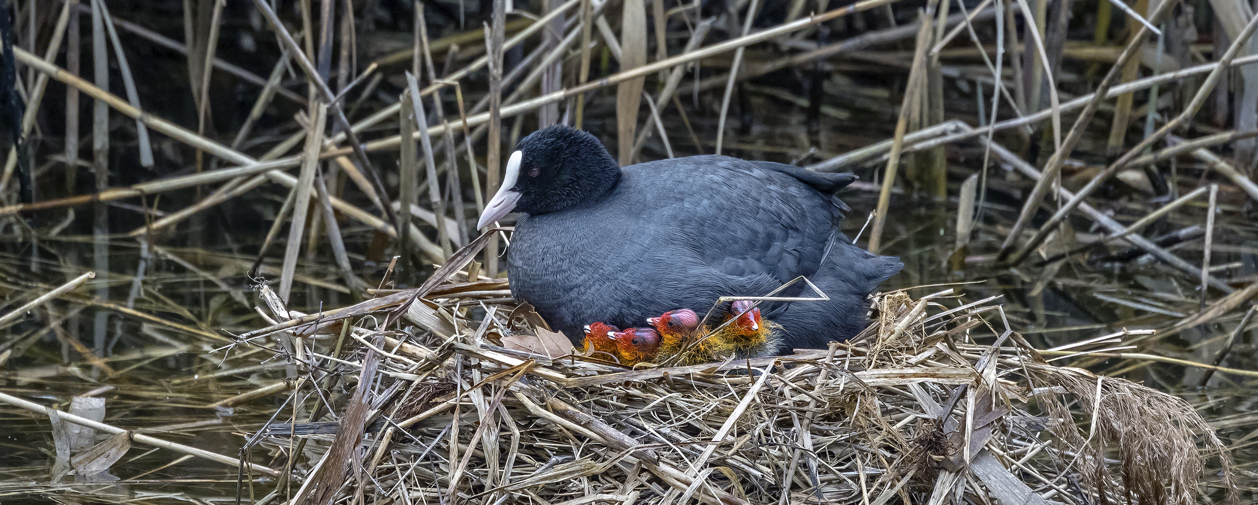 FULICA ATRA