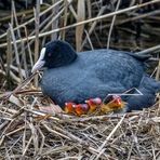 FULICA ATRA