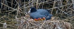 FULICA ATRA